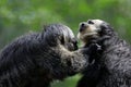 White Faced Saki monkeys