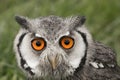 Portrait of a white faced scops owl Royalty Free Stock Photo