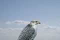 Portrait of a white falcon or gyrfalcon, bird of prey before blue sky