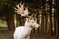 Portrait of white fallow deer