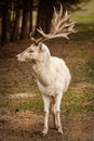 Portrait of white fallow deer Royalty Free Stock Photo