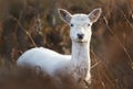 Portrait of a white Fallow deer standing in tall grass in autumn Royalty Free Stock Photo