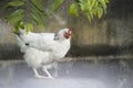 Portrait of a white feathered chicken in a backyard in Cuba Royalty Free Stock Photo