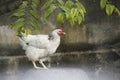 Portrait of a white feathered chicken in a backyard in Cuba Royalty Free Stock Photo