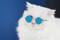 Portrait of white fluffy cat in fashion sunglasses. Studio photo. Luxurious domestic kitty in glasses poses on blue