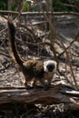 Portrait of a White fronted lemur