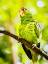 Portrait of white-fronted parrot Royalty Free Stock Photo