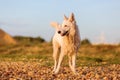 Portrait of a white German Shepherd at a pebble beach