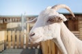Portrait of a white goat in the background of home postings