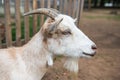 Portrait of a white goat close-up on the farm. Royalty Free Stock Photo
