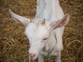 Portrait white goat in farm