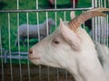 Portrait white goat in farm Royalty Free Stock Photo