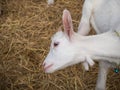 Portrait white goat in farm Royalty Free Stock Photo