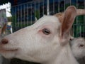 Portrait white goat in farm Royalty Free Stock Photo