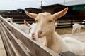 Portrait of a white goat on a farm. Royalty Free Stock Photo