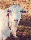 Portrait of a white goat on a farm in the village Royalty Free Stock Photo