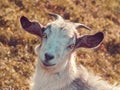 Portrait of a white goat on a farm in the village Royalty Free Stock Photo