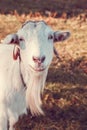 Portrait of a white goat on a farm in the village