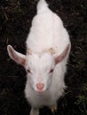 Portrait of a white goat on the farm Royalty Free Stock Photo