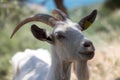 Portrait of a white goat with long horns on a farm in a village in Italy Royalty Free Stock Photo