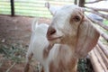 Portrait of a white goat in a small farm Royalty Free Stock Photo