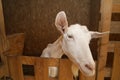 Portrait of a white goat in a stall, personal subsidiary farm Royalty Free Stock Photo