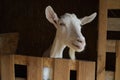 Portrait of a white goat in a stall, personal subsidiary farm Royalty Free Stock Photo