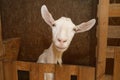 Portrait of a white goat in a stall, personal subsidiary farm Royalty Free Stock Photo