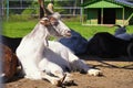 Portrait of a white goat at the zoo Royalty Free Stock Photo