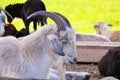 Portrait of a white goat at the zoo Royalty Free Stock Photo