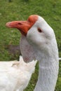 Portrait of a white goose. Bird farm Royalty Free Stock Photo