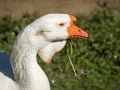 Goose eating grass closeup Royalty Free Stock Photo