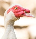 Portrait of a white goose on a farm Royalty Free Stock Photo