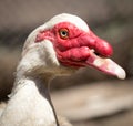 Portrait of a white goose on a farm Royalty Free Stock Photo