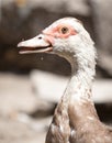 Portrait of a white goose on a farm Royalty Free Stock Photo