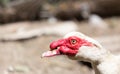 Portrait of a white goose on a farm Royalty Free Stock Photo