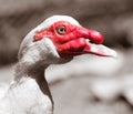 Portrait of a white goose on a farm Royalty Free Stock Photo