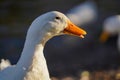 Portrait white goose in the field close up Royalty Free Stock Photo