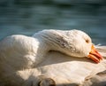 Portrait of a white goose with a flexible neck