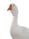 portrait white goose isolated on white background Royalty Free Stock Photo