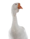 portrait white goose isolated on white background Royalty Free Stock Photo