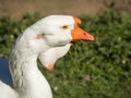 Portrait white goose Royalty Free Stock Photo