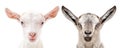 Portrait of a white and gray goats Royalty Free Stock Photo