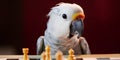 Portrait of white and gray parrot playing chess