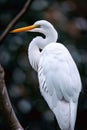 Portrait of a white Great egret (Ardea alba