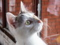 Portrait of a white and grey cat looking up in front of a window and red brick wall in background. Close-up of light green eyes