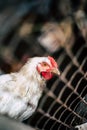 Portrait of a white-haired hen on a farm Royalty Free Stock Photo