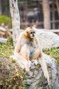 Portrait of White Handed Gibbon Royalty Free Stock Photo