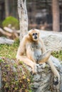 Portrait of White Handed Gibbon Royalty Free Stock Photo