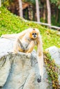 Portrait of White Handed Gibbon Royalty Free Stock Photo